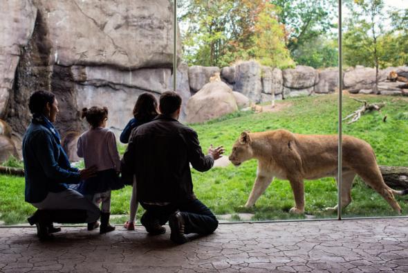 h_lion-family-kids-visitors